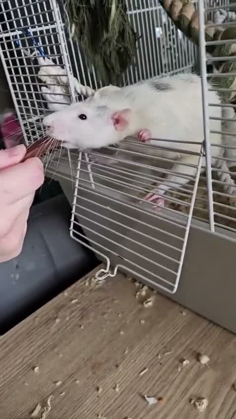 Rat rodents for sale: 2 cute rats in Chorley - Video 1