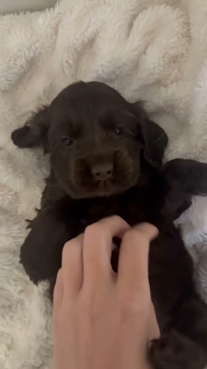Cocker Spaniel dogs for sale: Beautiful Show Type Cocker Spaniels - Video 1