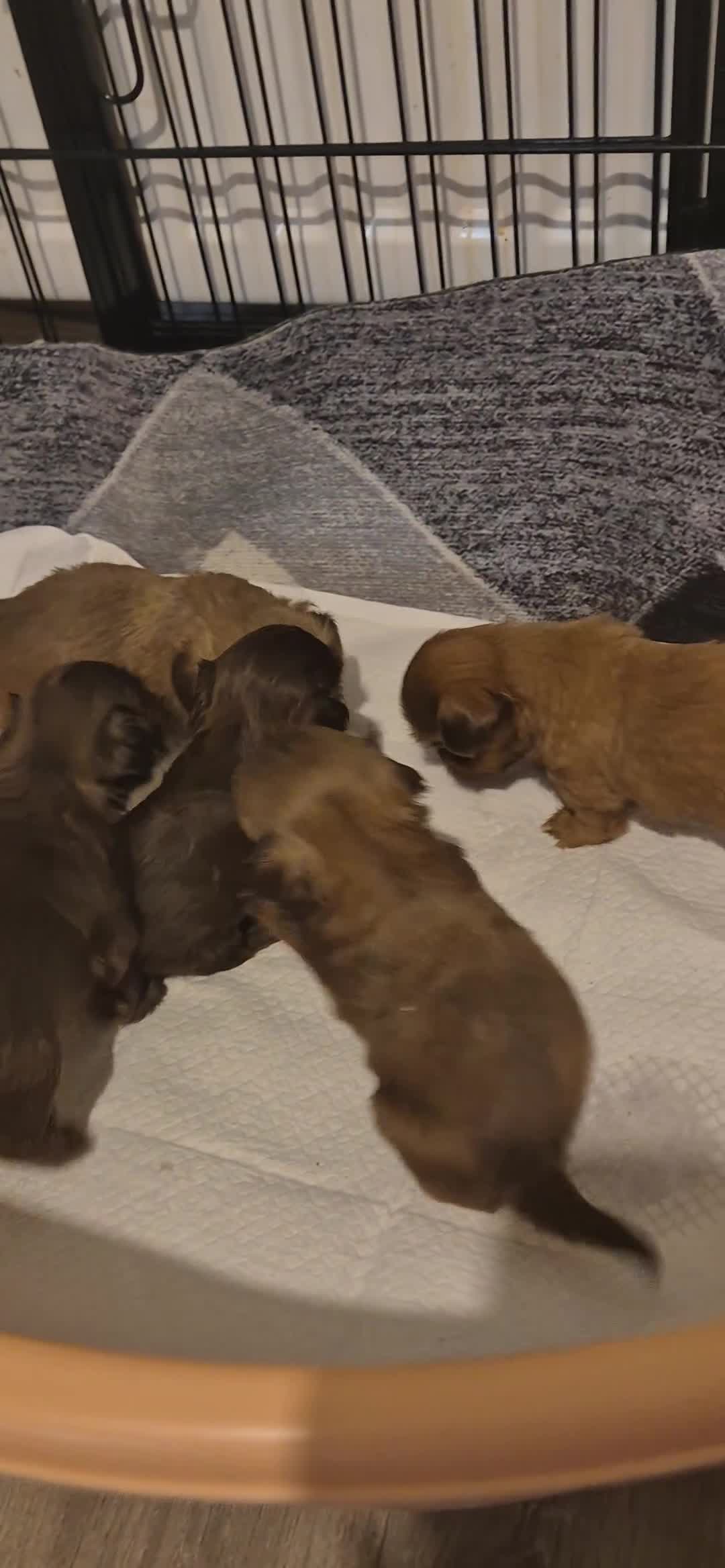 Shih Tzu dogs for sale: Last Karashishi imperial boy available ❤️ - Video 1