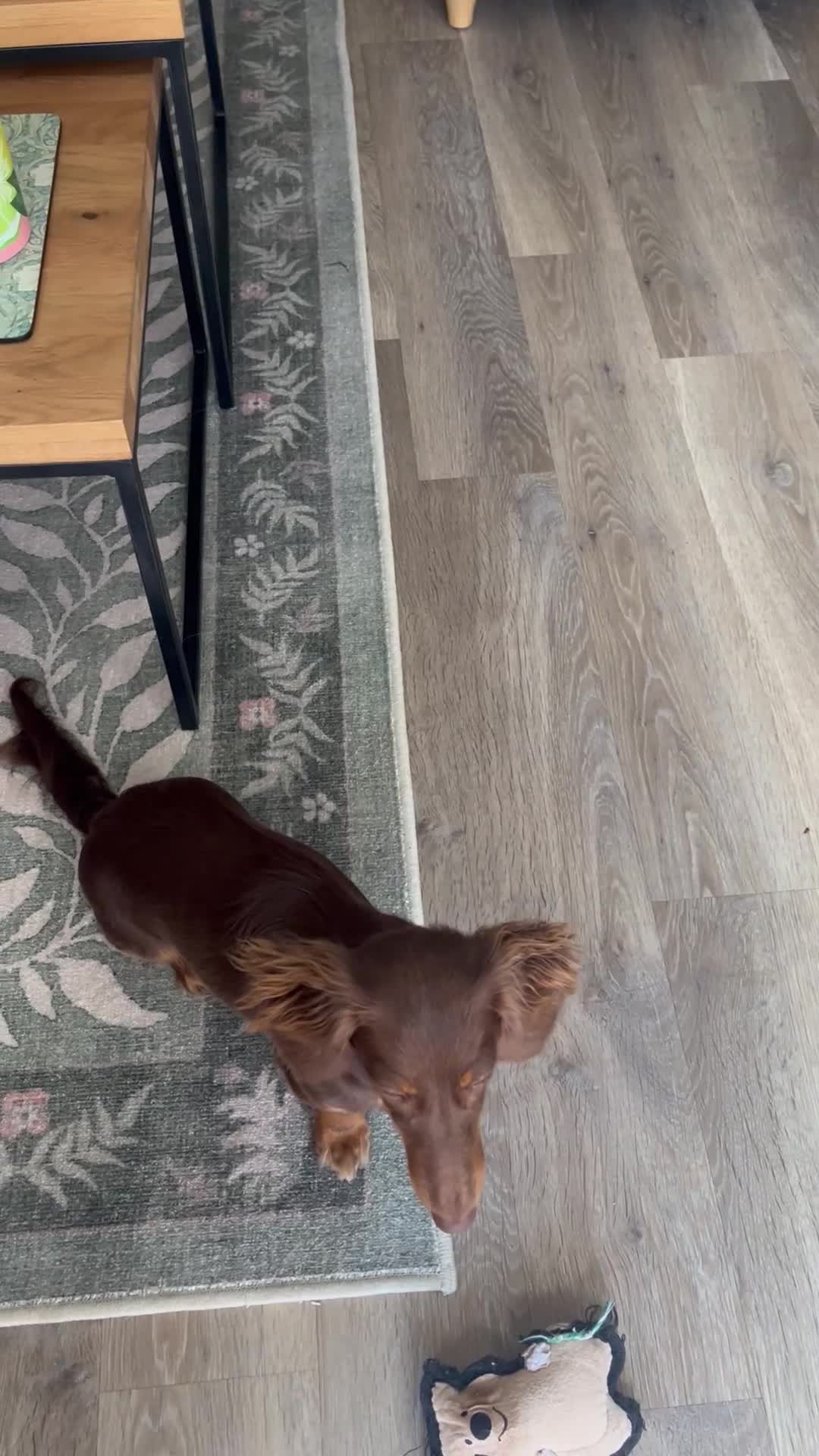 Miniature Dachshund dogs for sale: Long hair dachshund  - Video 1
