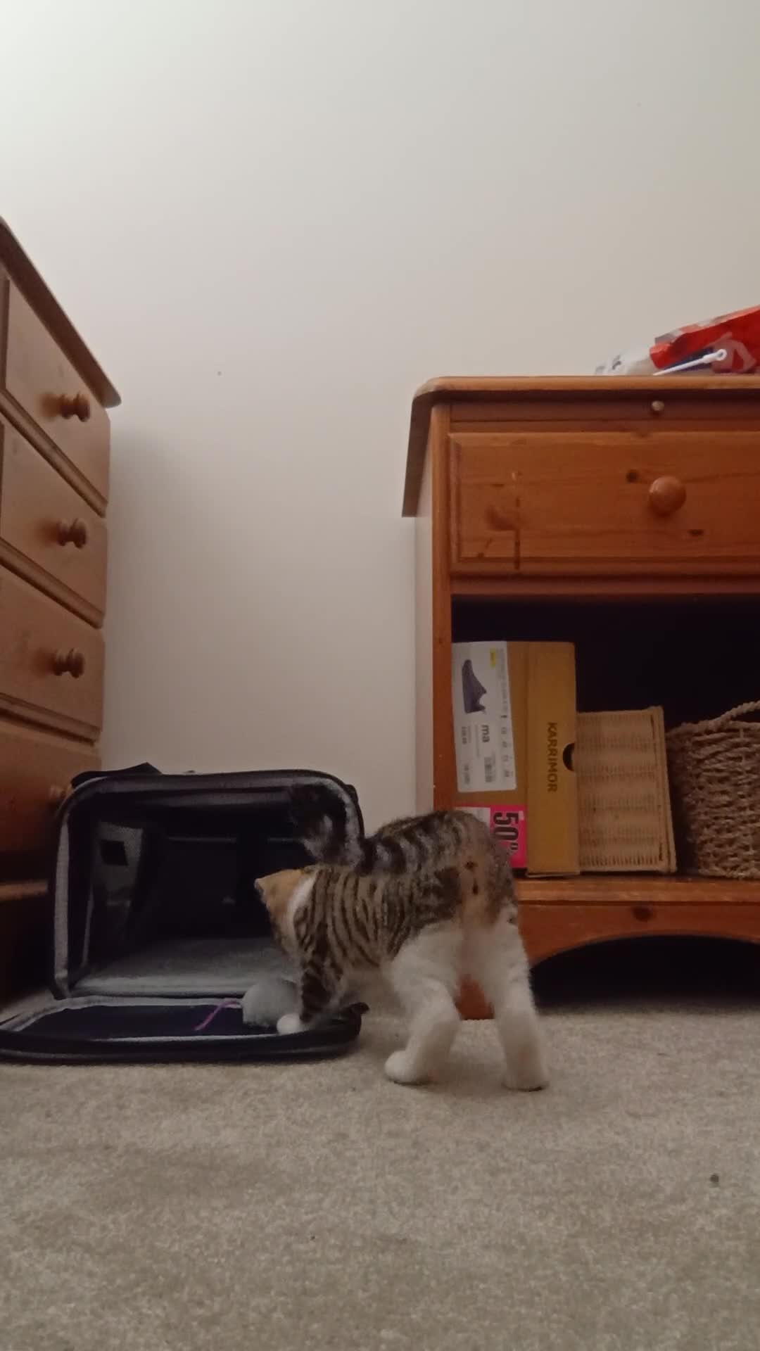 Domestic Shorthair cats for sale: A brown tabby and white coat pattern  in Bilston - Video 1