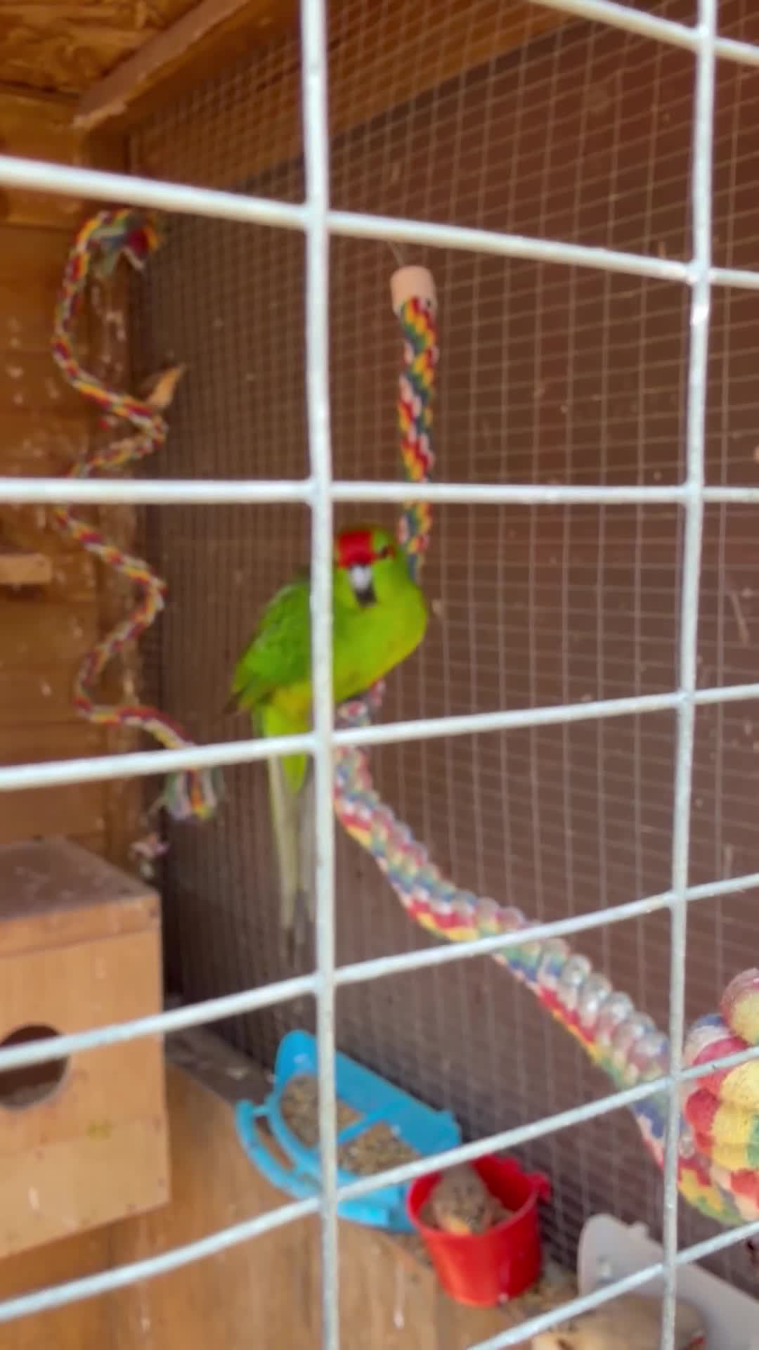 Parakeets birds for sale: Kakariki breeding pair - Video 1