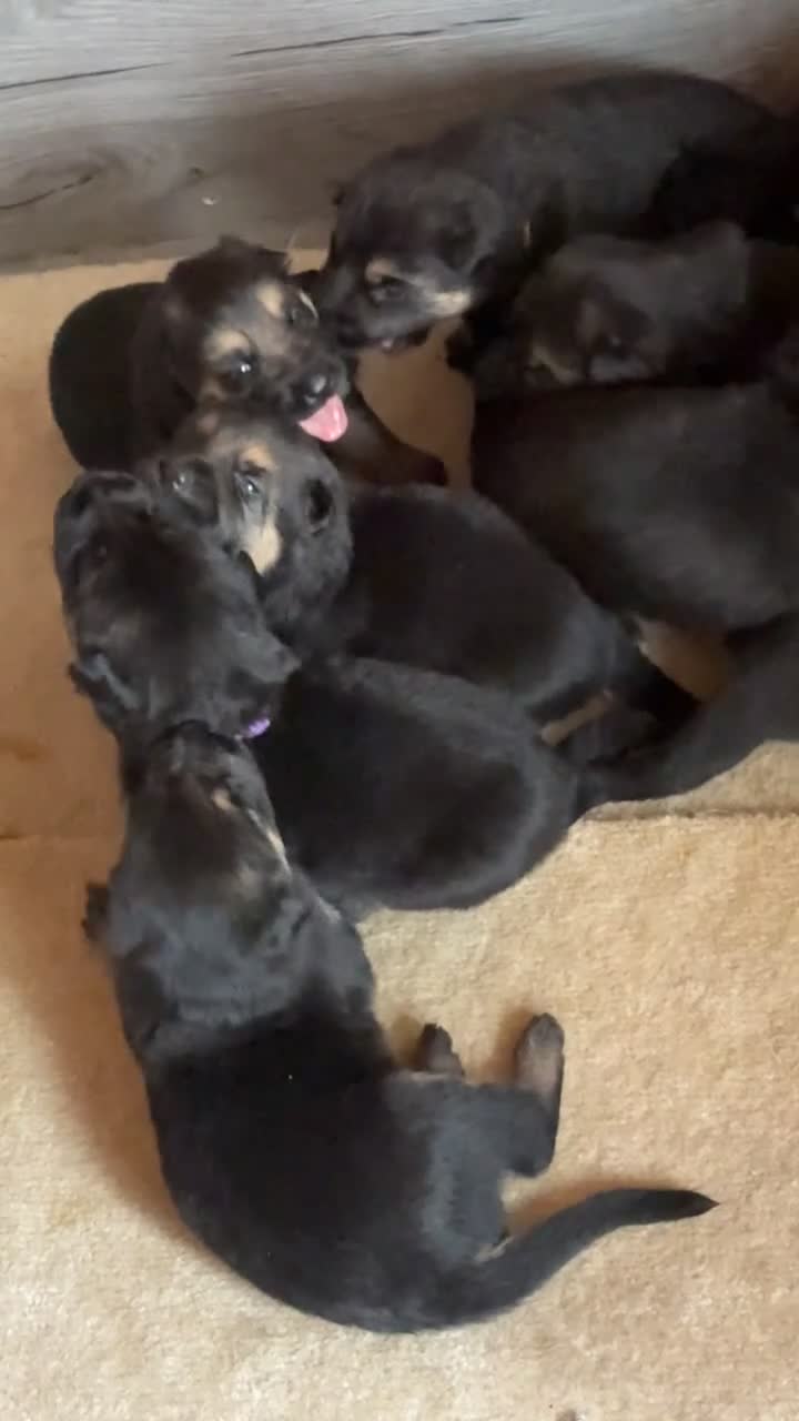 German Shepherd dogs for sale: German shepherds  in Middlesbrough - Video 1