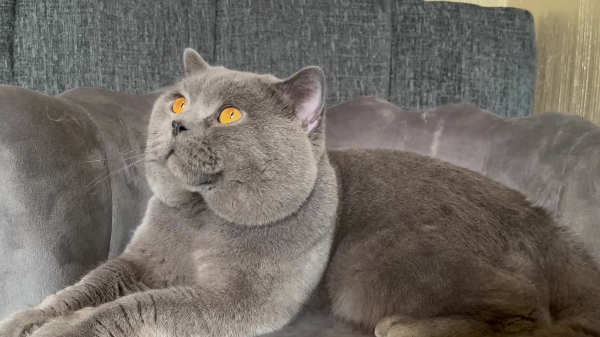 British Shorthair cats for sale: Our gorgeous boy  - Video 4