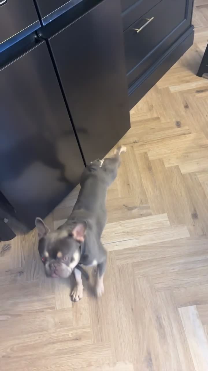 French Bulldog dogs for stud: Frenchie up for stud - Video 1