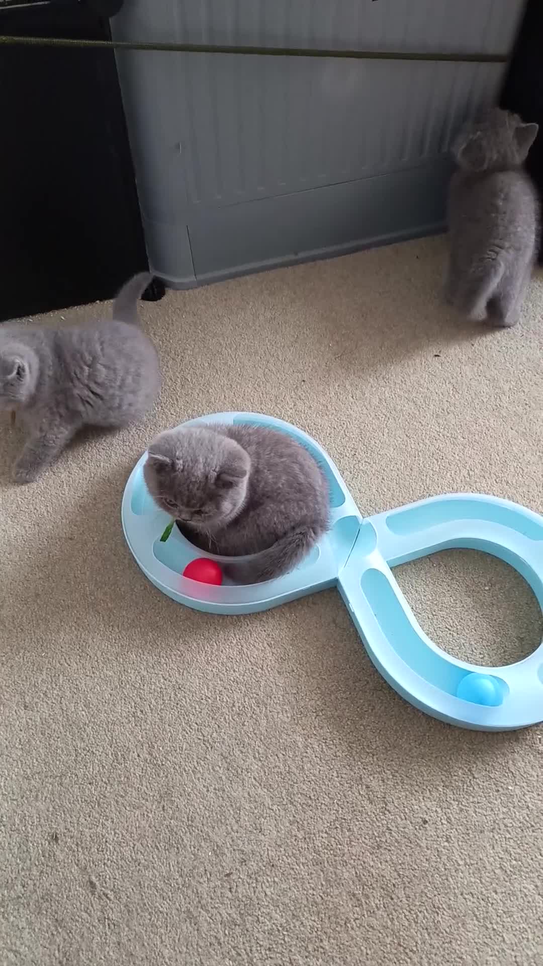 British Shorthair cats for sale: Gccf registered blue BSH kittens - Video 1