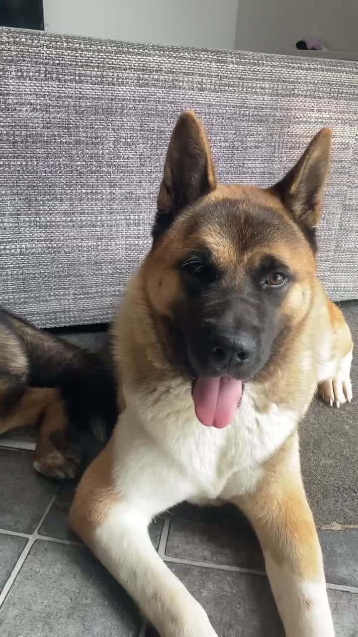 Akita dogs for sale: Akita puppies  - Video 2
