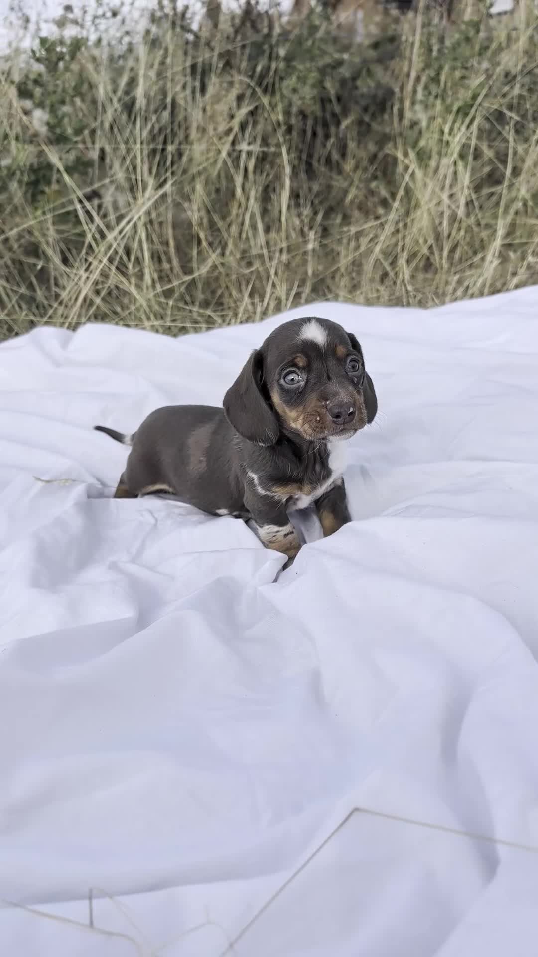 Miniature Dachshund dogs for sale: Beautiful Dachshund puppies in Ashbourne - Video 1