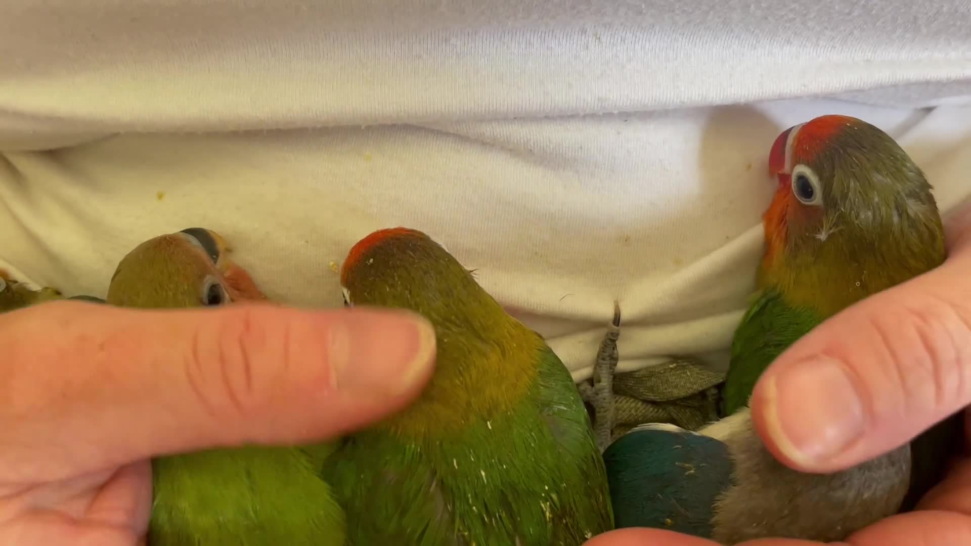 Lovebirds birds for sale: Hand reared baby lovebirds - Video 1