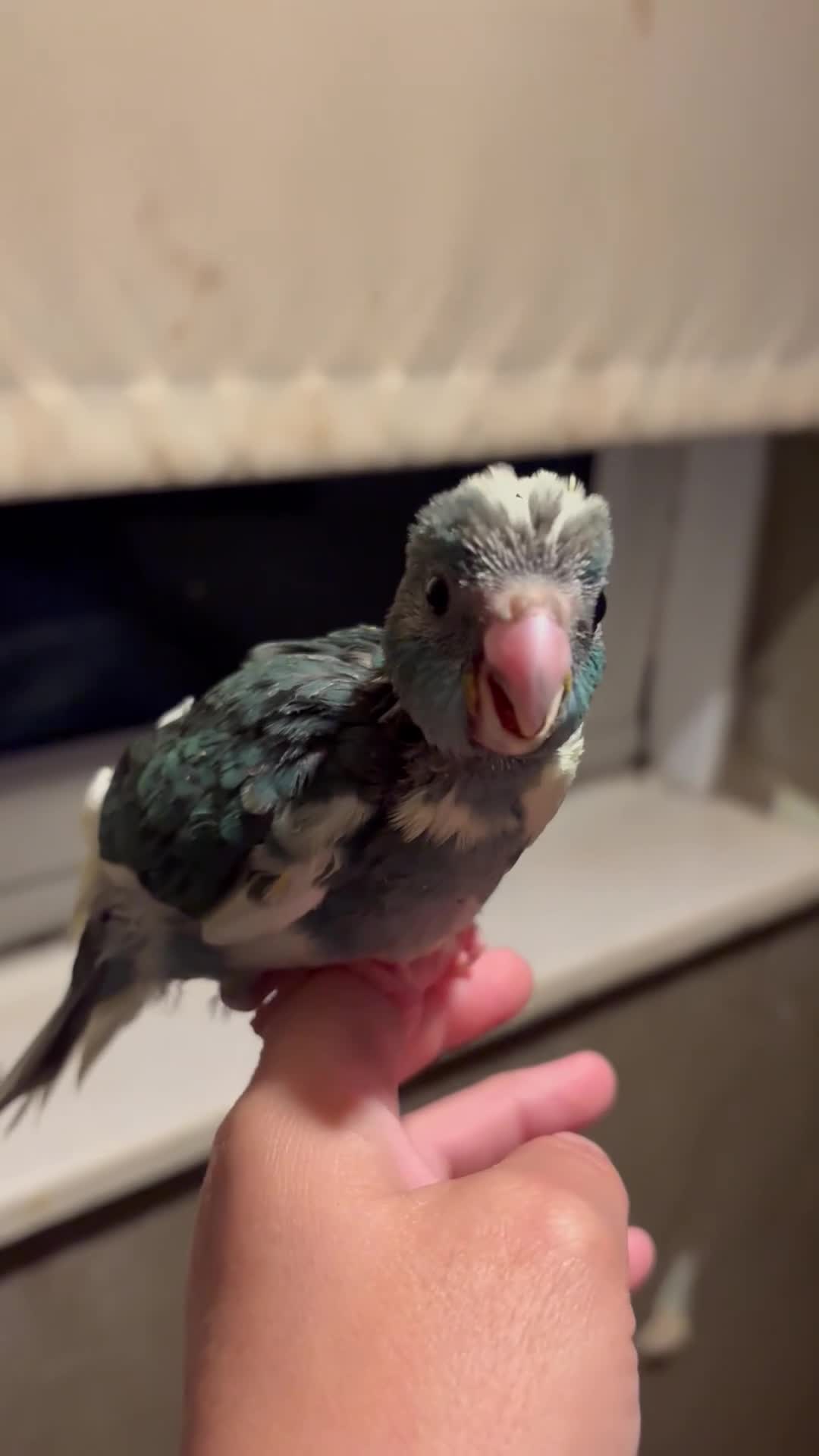 Parakeets birds for sale: Hand reared hand tame kakariki - Video 3