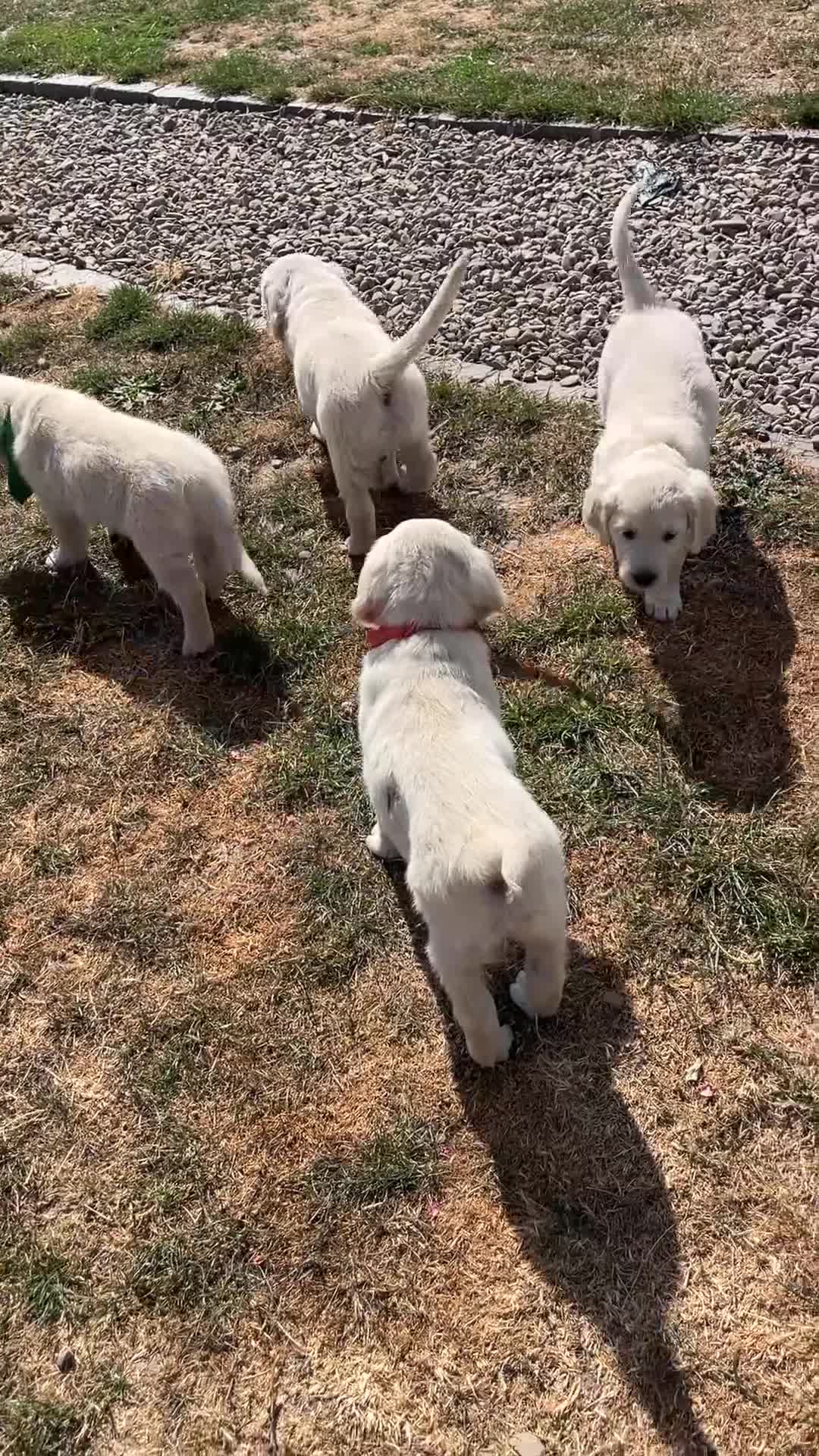 Golden Retriever dogs for sale: Thieves! They will steal your ❤️ in Leominster - Video 1