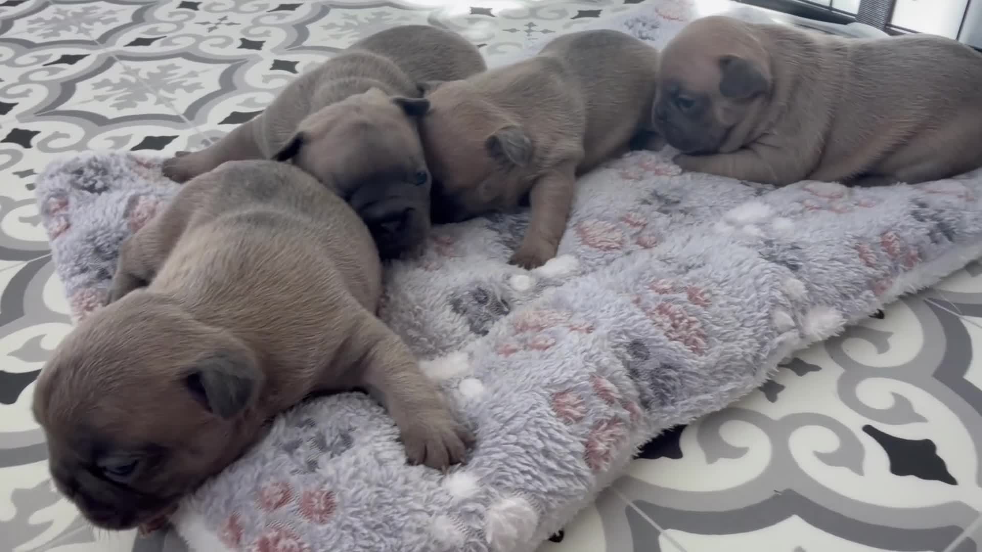 French Bulldog dogs for sale: Female Frenchie puppies - Video 1