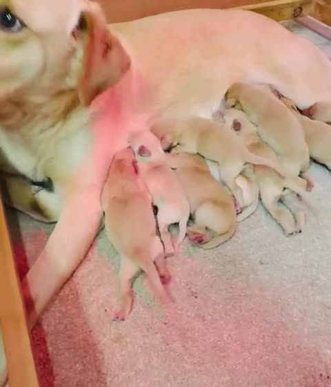 Labrador Retriever dogs for sale: Last boy Labrador kc reg  in Preston - Video 2