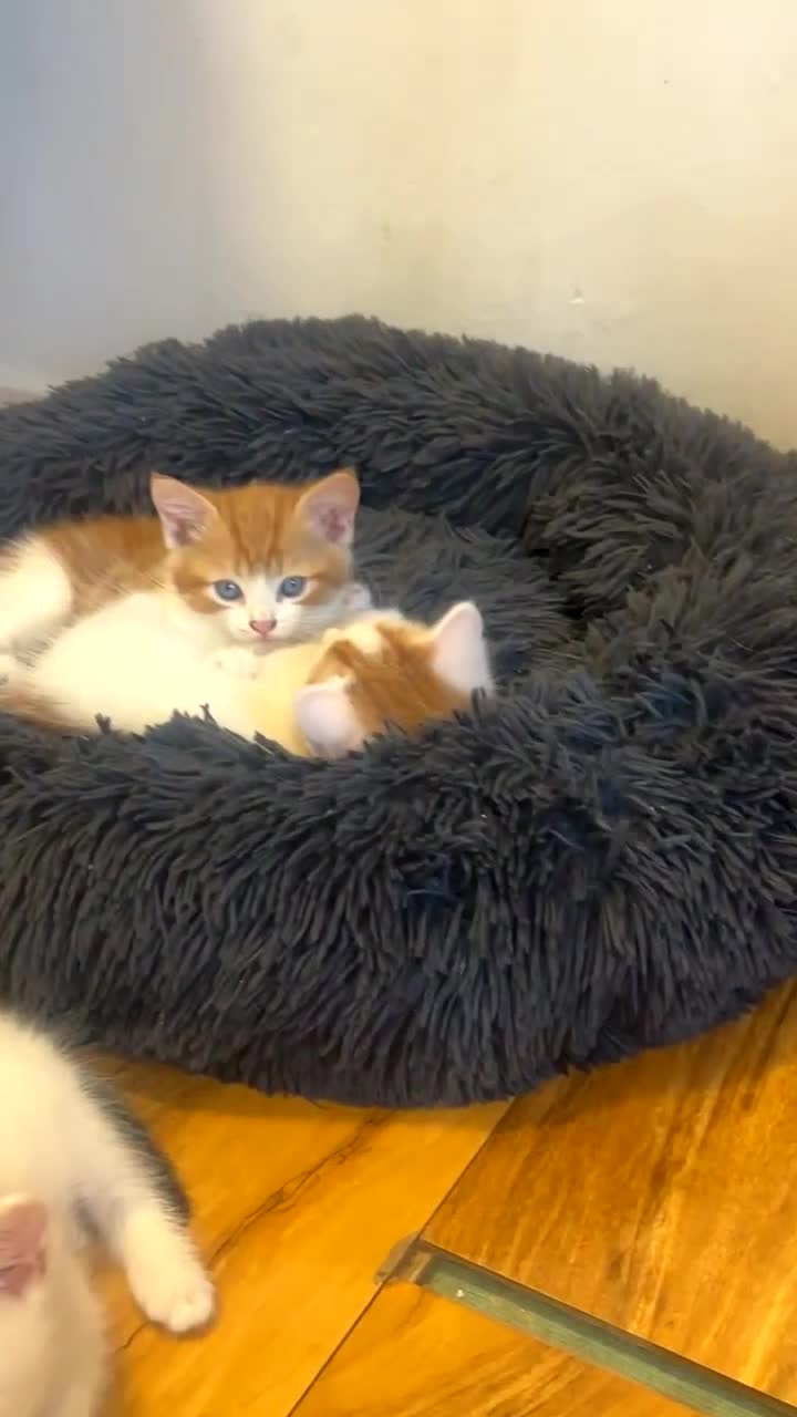 Mixed Breed cats for sale: Beautiful kittens looking for new homes!! - Video 1