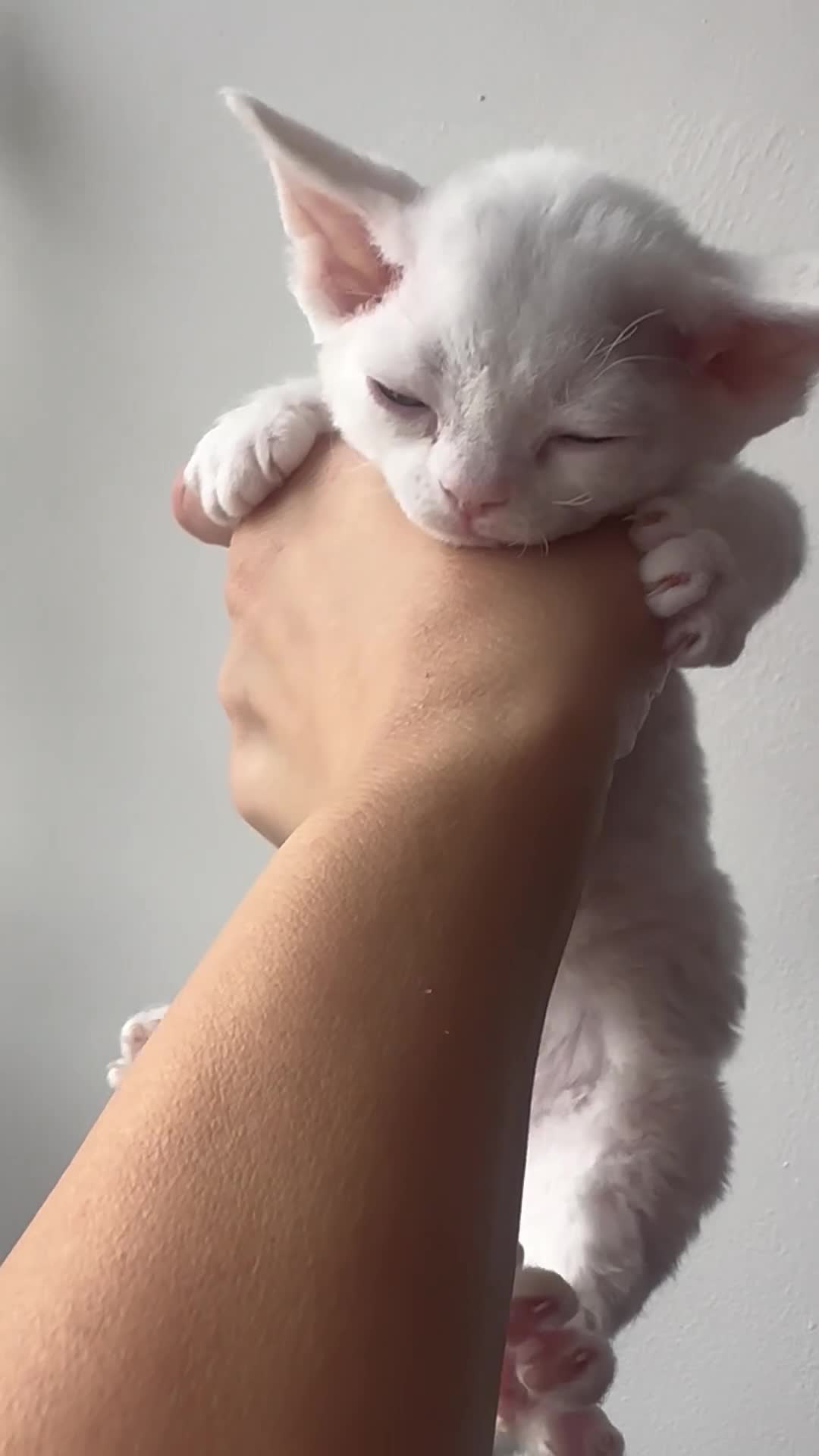 Devon Rex cats for sale: ❤️ Pure Line Devon Rex Kittens Available ❤️ - Video 1