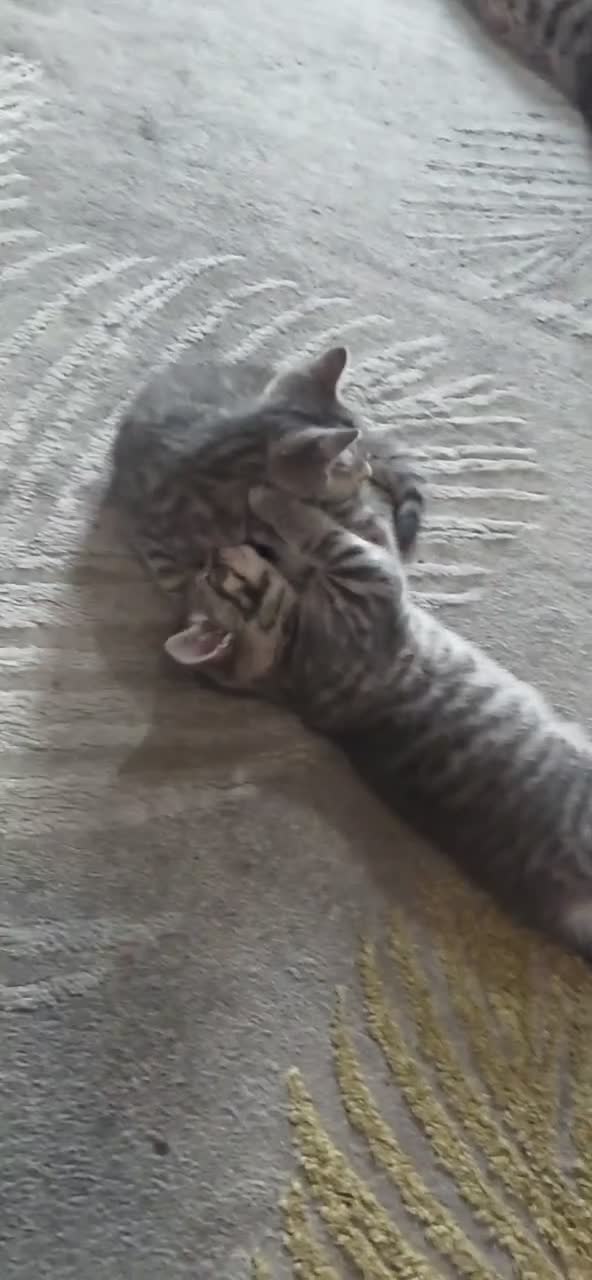 Mixed Breed cats for sale: 2 grey Taby cross british shorthair in Manchester - Video 1