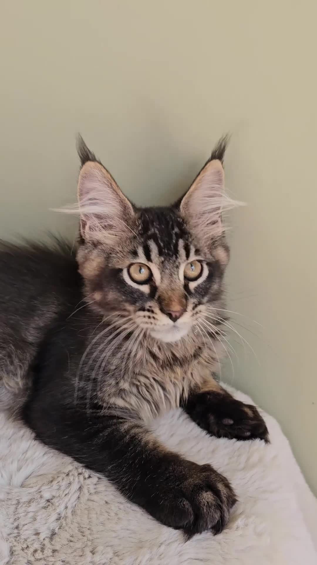 Maine Coon cats for sale: Beautiful Maine Coon Kittens raised with love - Video 2