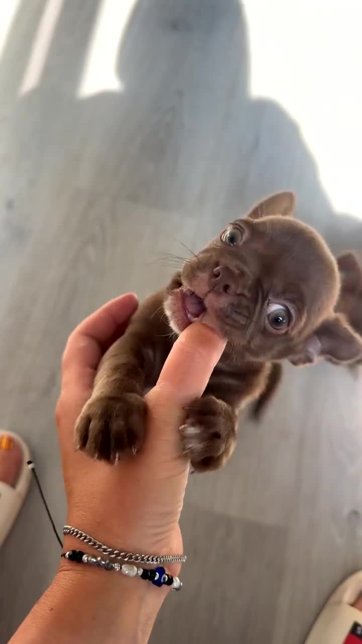 Chihuahua dogs for sale: Kc reg Choclate female  - Video 1