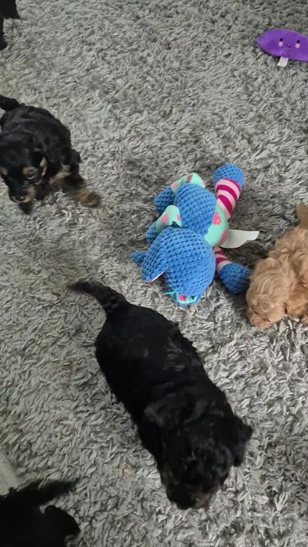 Yorkiepoo dogs for sale: Yorkiepoo  - Video 1