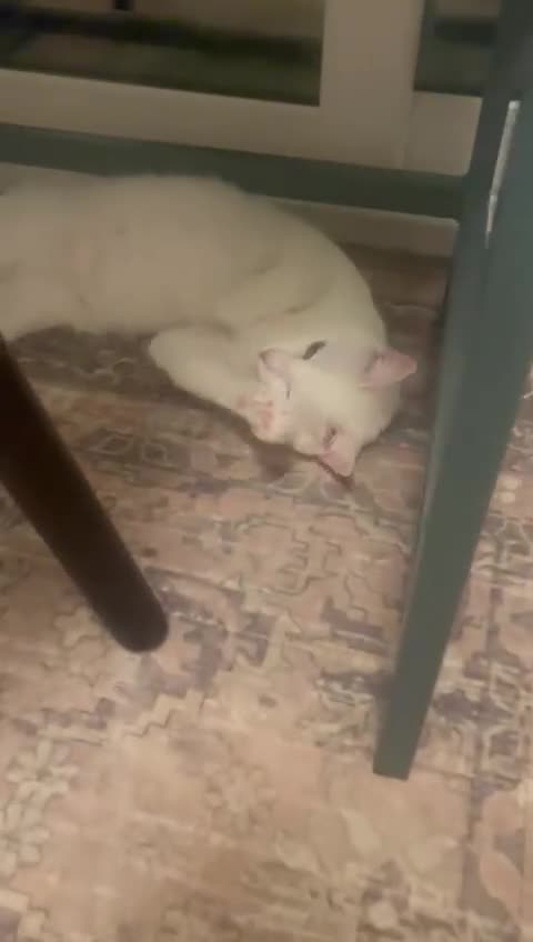 Mixed Breed cats for adoption: CASPAR BSH ?? HEALTHY CALM CUDDLY  - Video 3