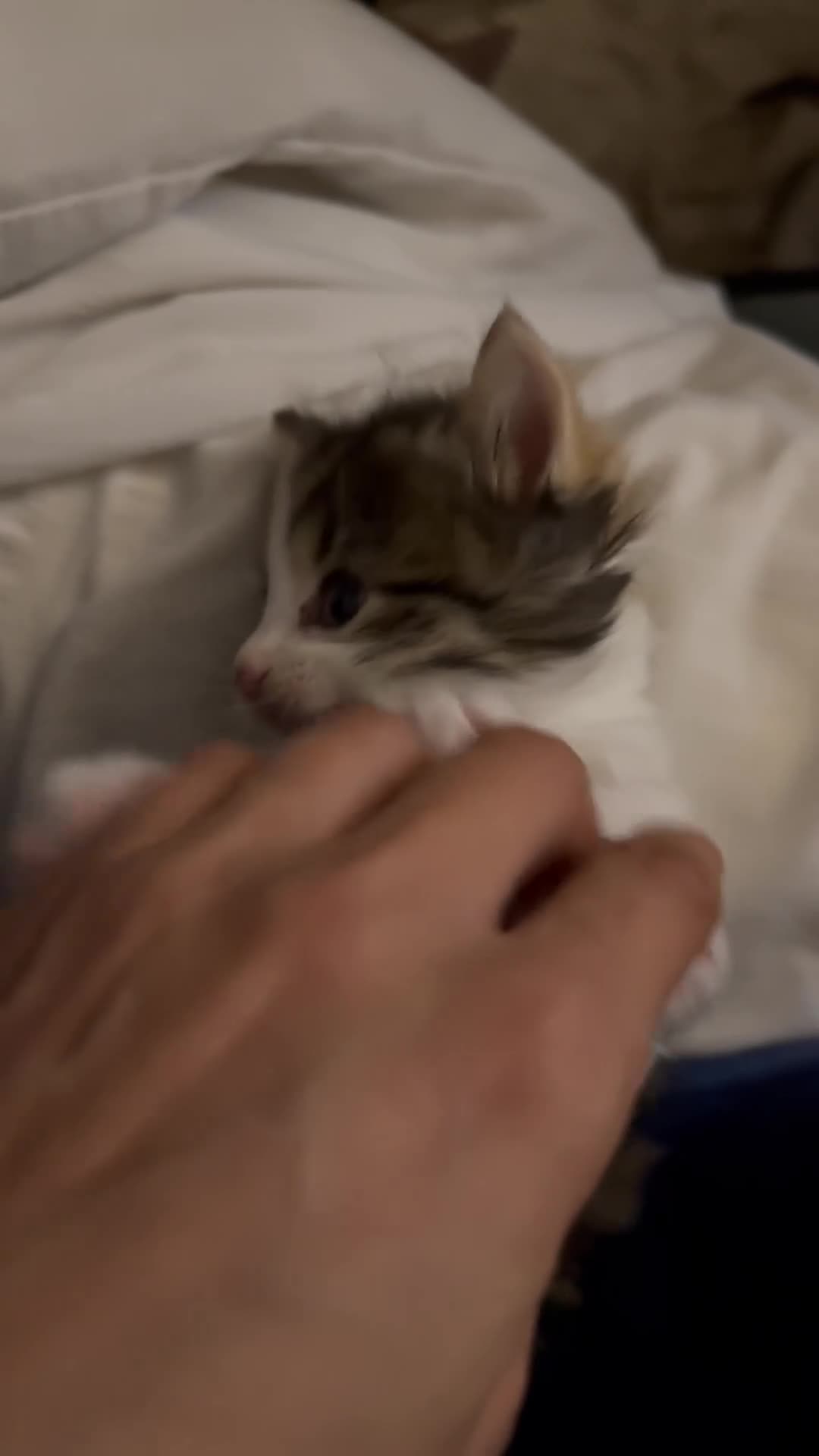 Mixed Breed cats for sale: Cute kitten  - Video 3