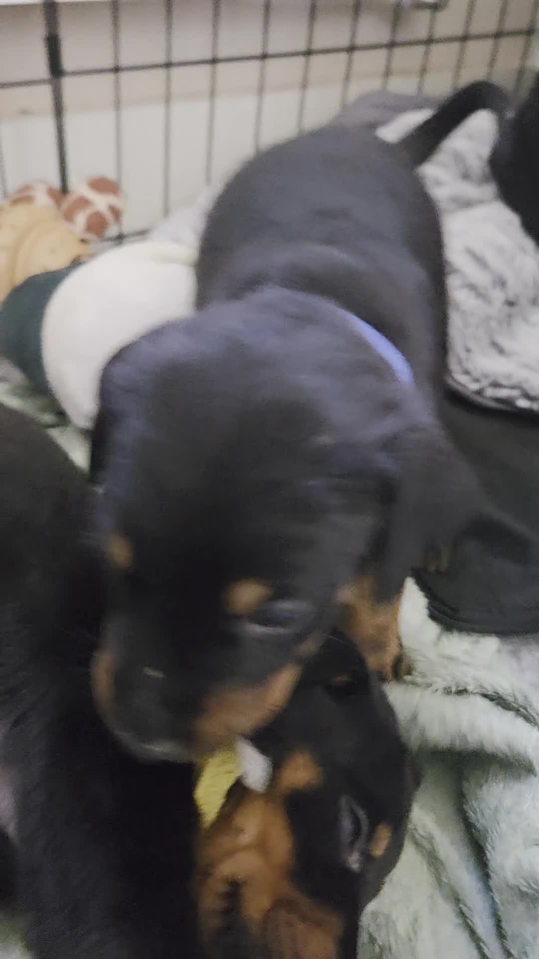 Dobermann dogs for sale: 1 girl,2 boys left!! Dobermann x Rottweiler) - Video 3