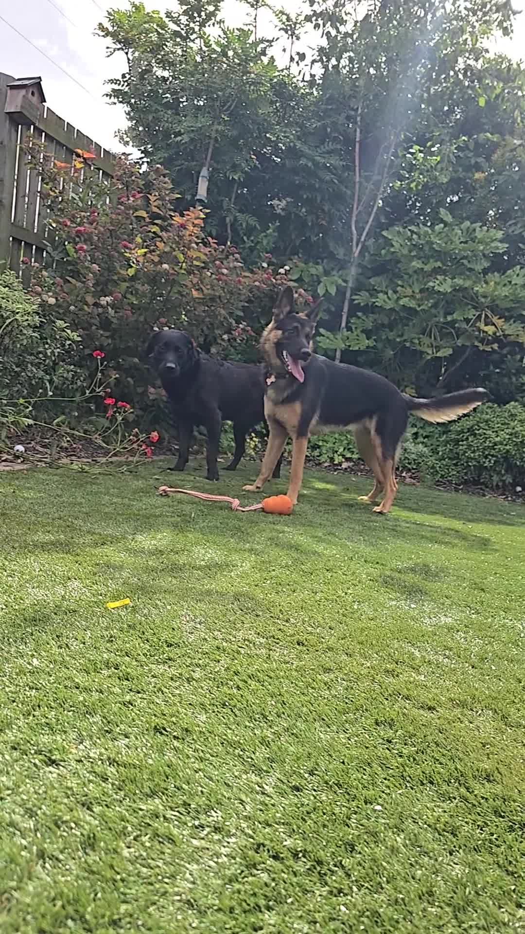 German Shepherd dogs for sale: Beautiful, Clever, German Shepherd  - Video 1