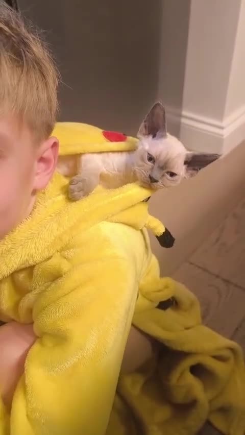 Devon Rex cats for sale: Devon Rex💕Blue Point Lynx Girl🩷 - Video 1