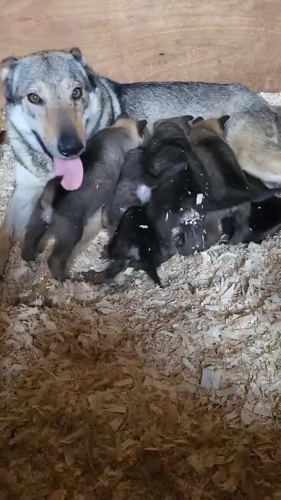 Saarloos Wolfdog dogs for sale: Czechoslovakian vlciak wolfdog puppies - Video 1