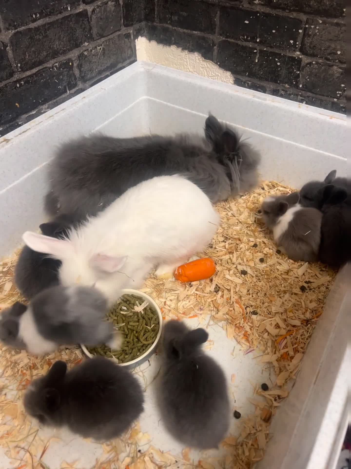 Lionhead rabbits for sale: Double Lionhead Baby Rabbits - Video 2