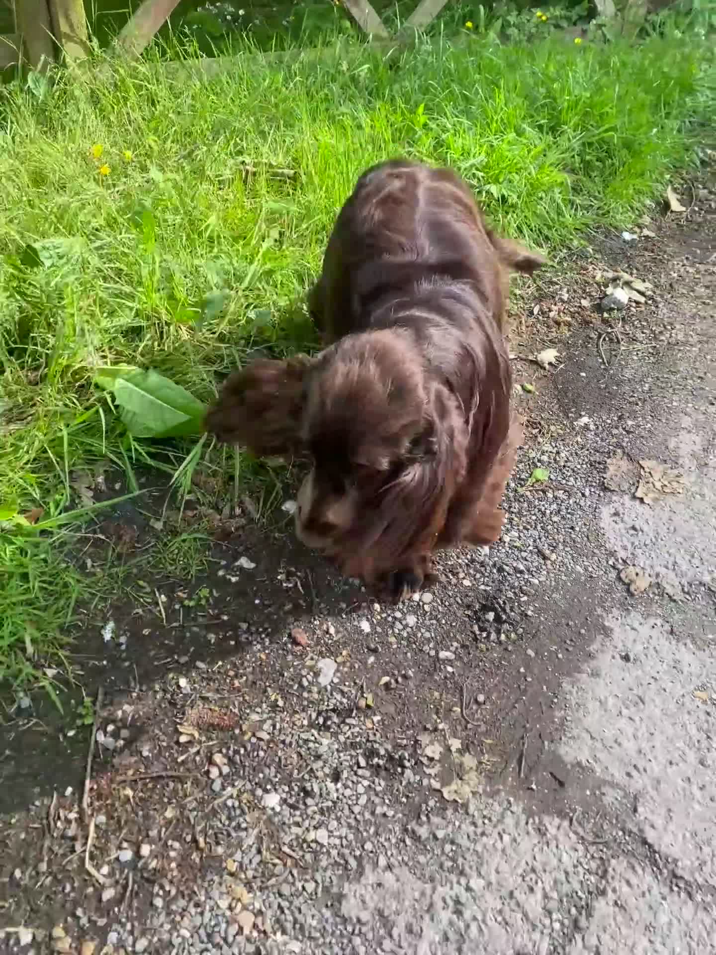 Cocker Spaniel dogs for stud: TRUE TO TYPE- Solid Chocolate Show Cocker Stud in Holywell - Video 1