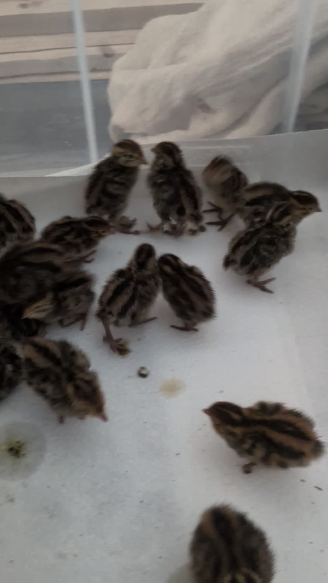 Quail poultry for sale: Coturnix Quail - chicks and adults - Video 2