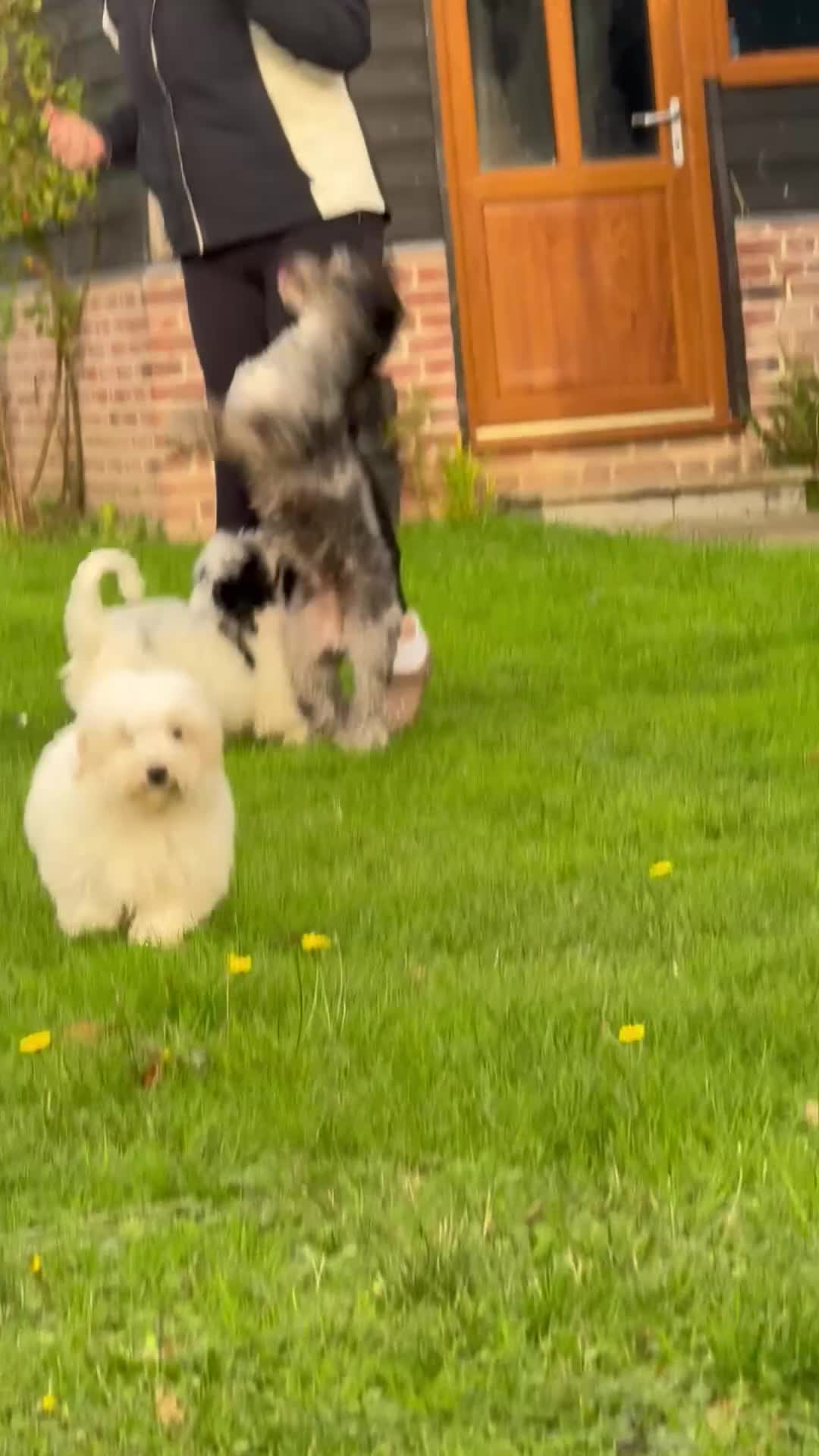 Maltipoo dogs for sale: 🌟LAST 2🌟 Black+White Boy 🐼 Biscuit+White Girl🍪 - Video 1