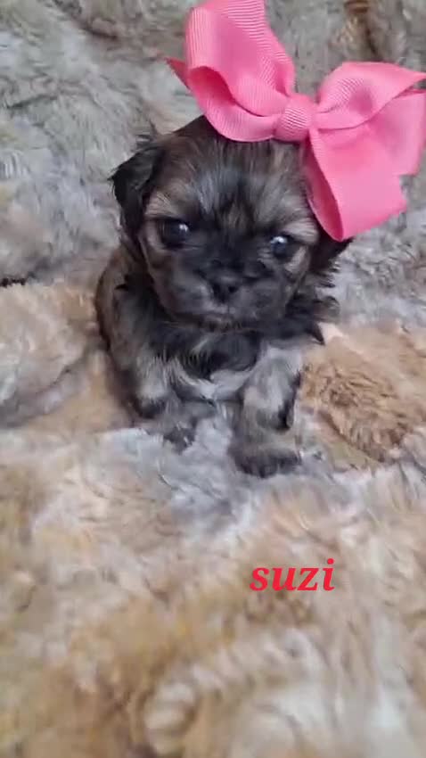 Shih Tzu dogs for sale: Beautiful Imperial Shih Tzus  - Video 3