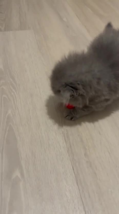 Scottish Fold cats for sale: Beautiful Scottish Fold Kittens in Bognor Regis - Video 1