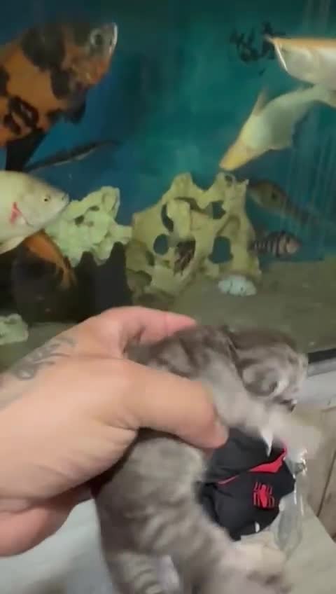 Maine Coon cats for sale: Maine coon x bsh kittens! - Video 5