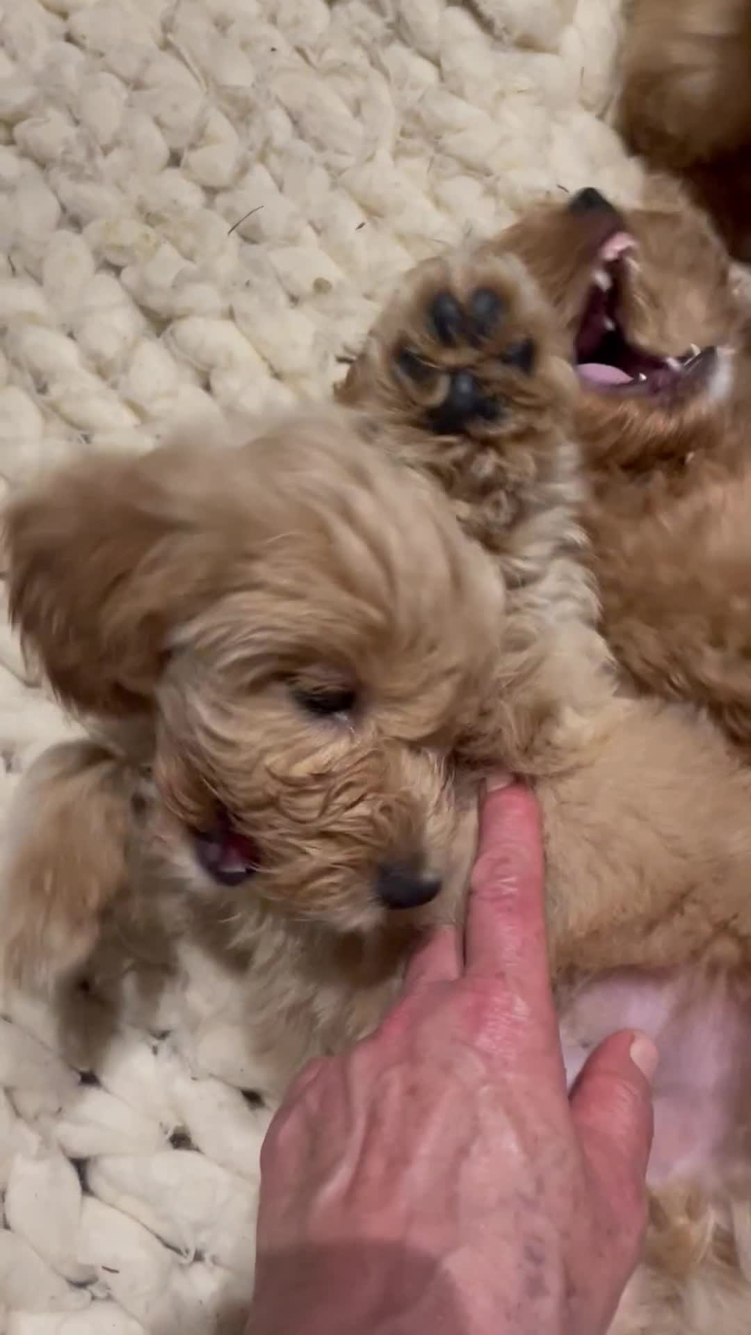 Mixed Breed dogs for sale: Toy Cockapoo puppies - Video 3
