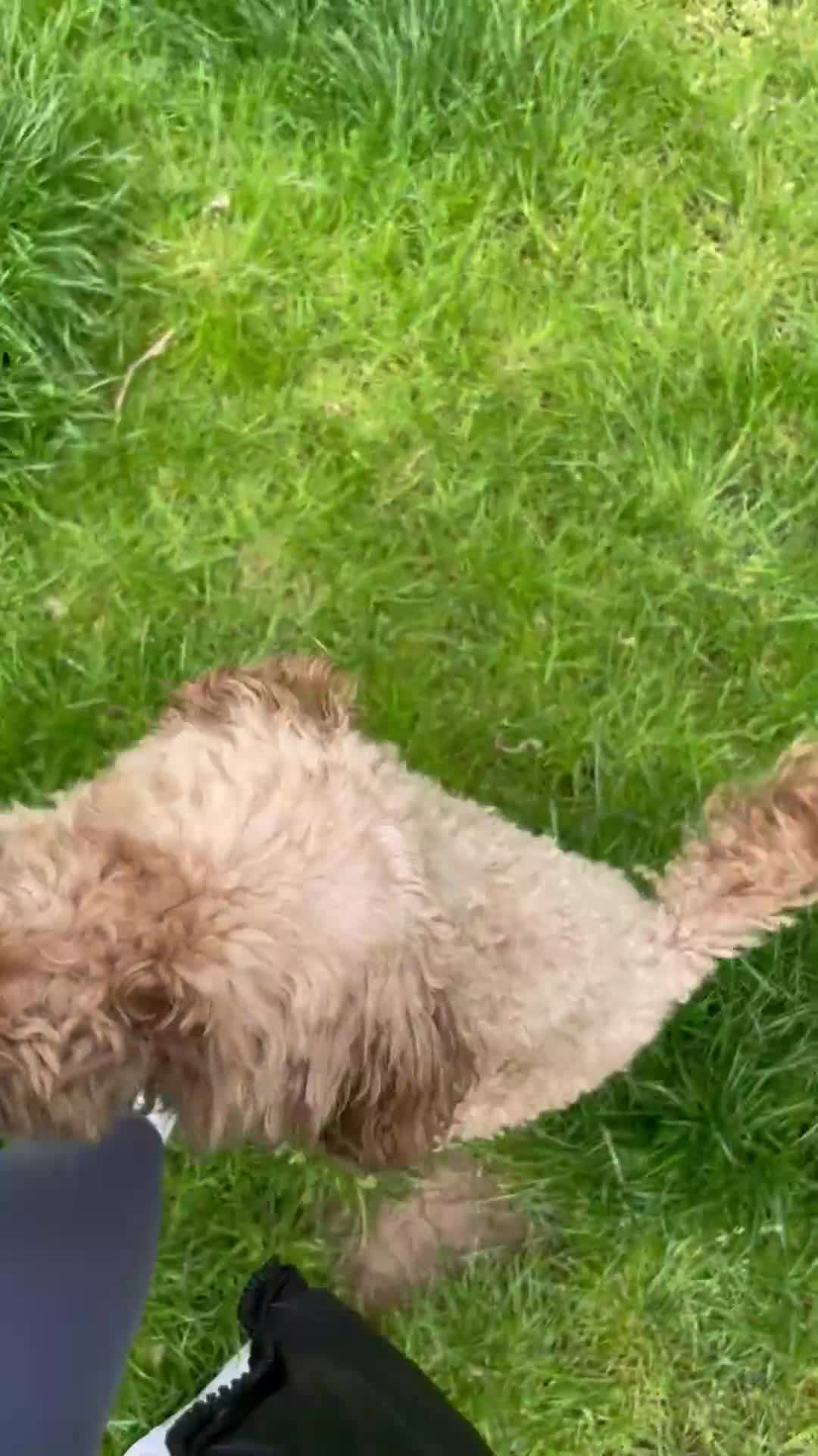 Miniature Poodle dogs for sale: Beautiful Miniature Poodle – Rupert🐾 - Video 1