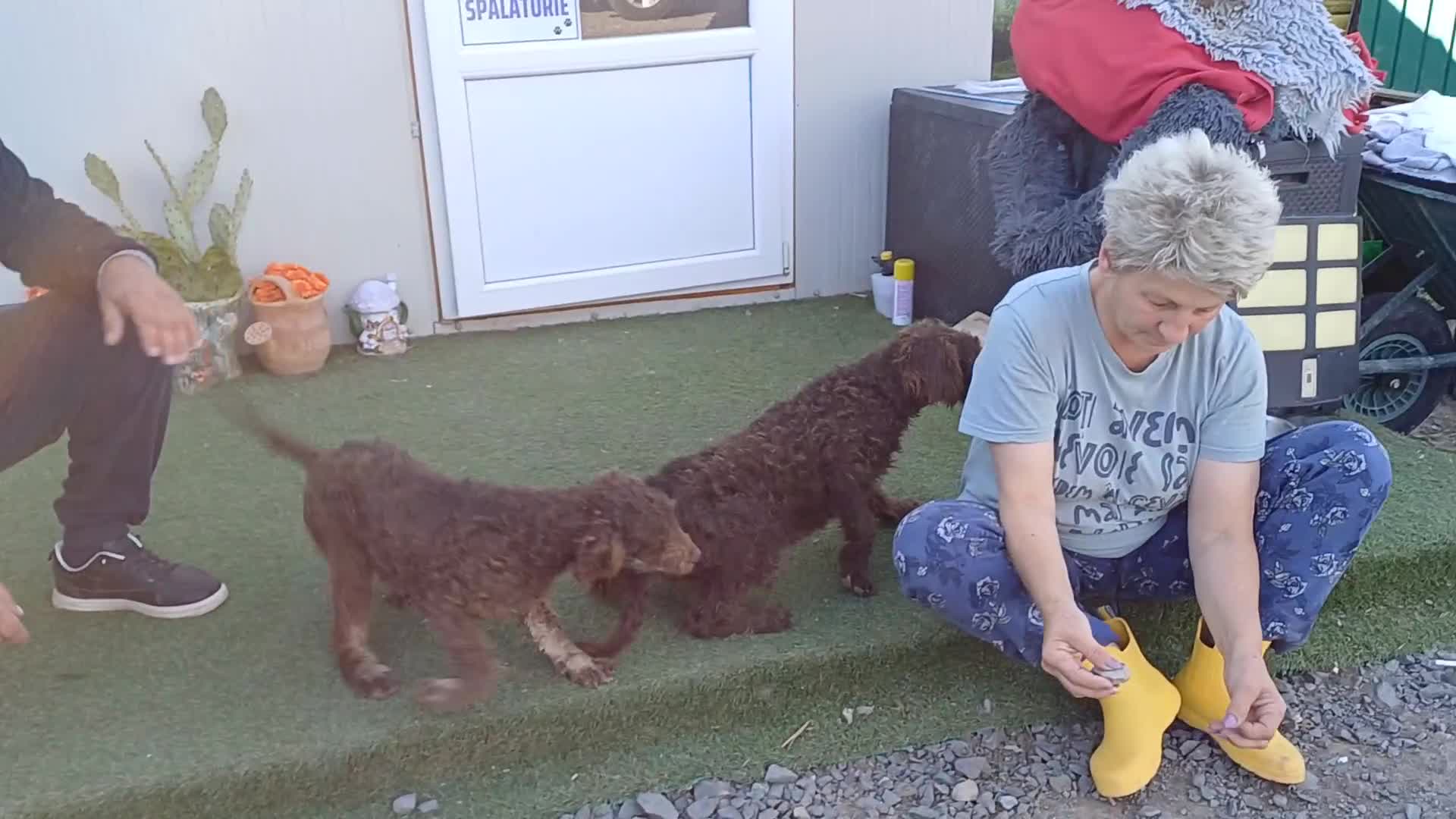 Lagotto Romagnolo dogs for adoption: DEXTER - a superb Lagotto boy for a Loving Home - Video 1