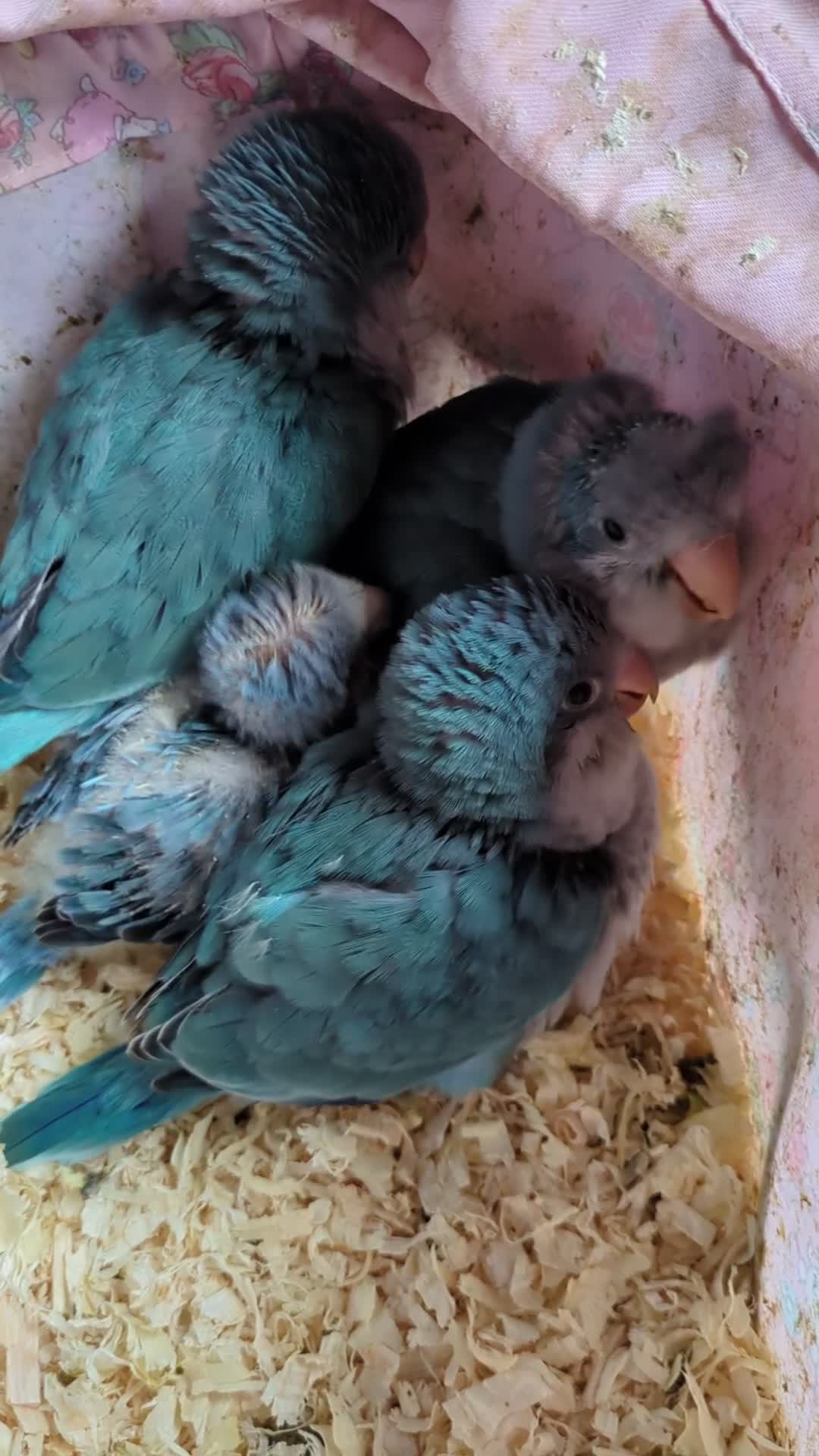 Parakeets birds for sale: Baby Quaker parrots boys and girls available  - Video 2