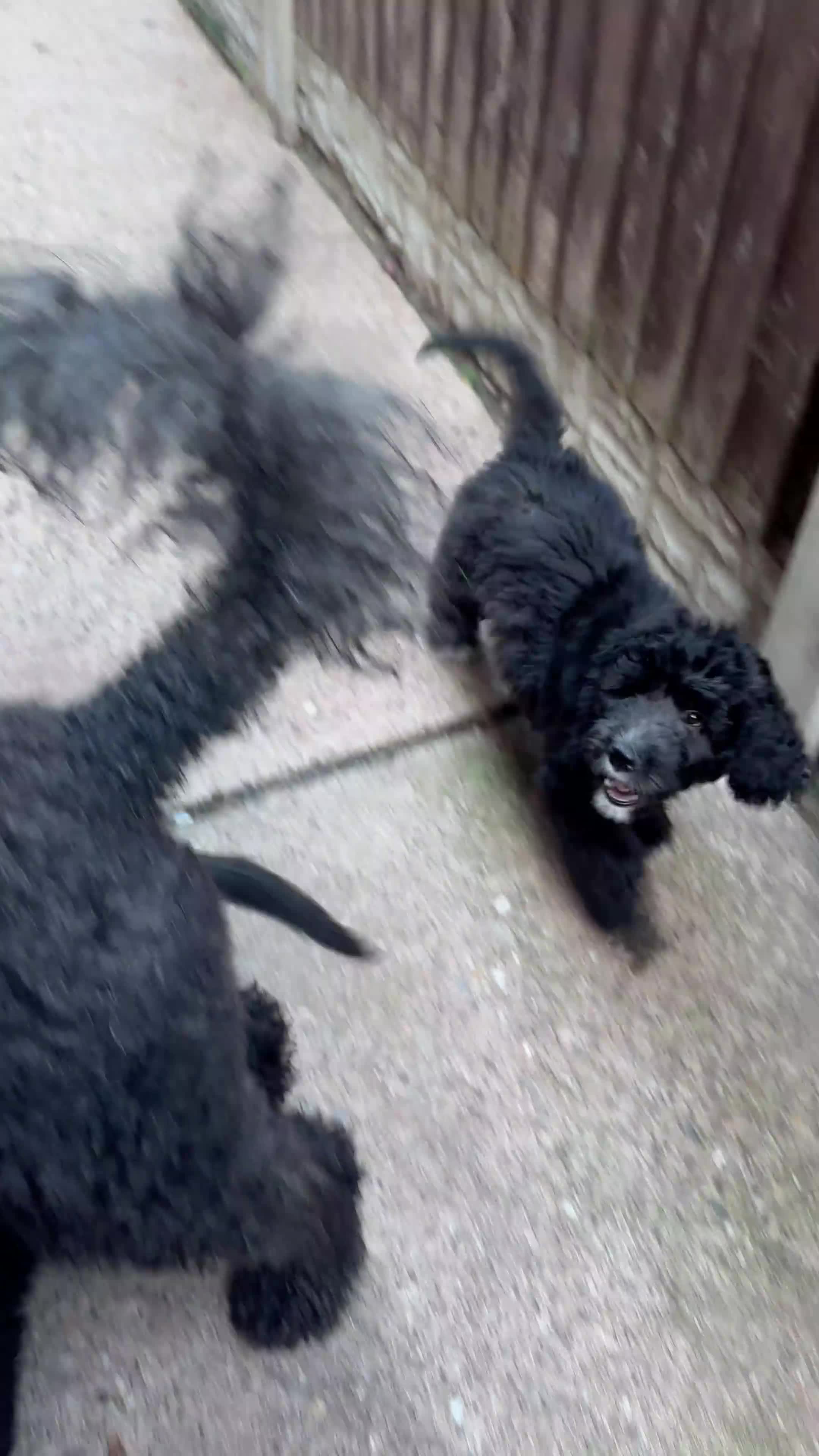 Saint Bernard dogs for sale: *Reduced* F1 St Berdoodle  - Video 3