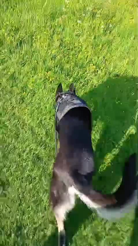 Mixed Breed dogs for sale: German shepard cross collie tricolour  - Video 1