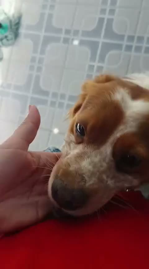 Brittany Spaniel dogs for adoption: Kiko, Brittany, aged 3 in Nottingham - Video 2
