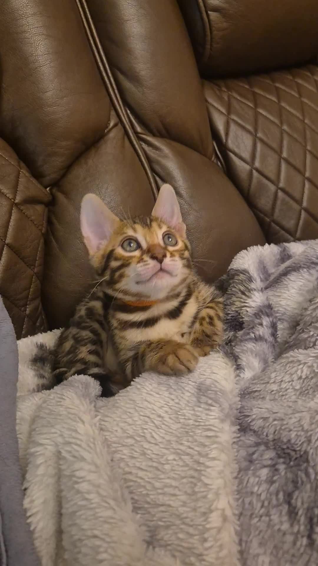 Bengal cats for sale: Bengal Kittens-Reservations Now Open  - Video 5