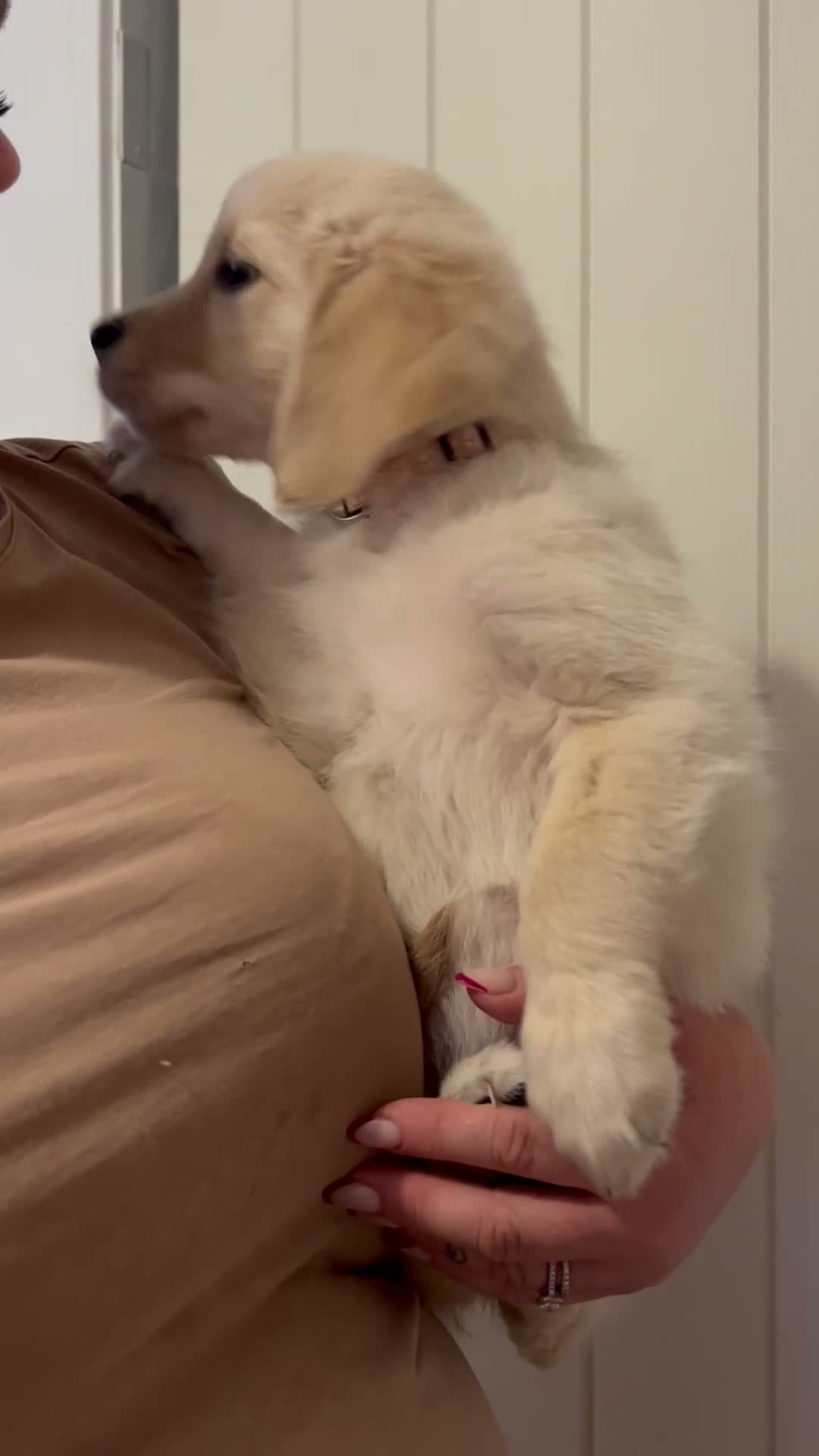 Golden Retriever dogs for sale: Golden retriever puppies - Video 1