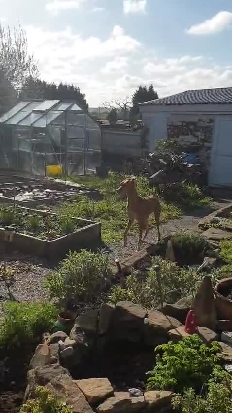 Ibizan Hound dogs for adoption: Cati a lovely calm girl who loves other dogs  - Video 5