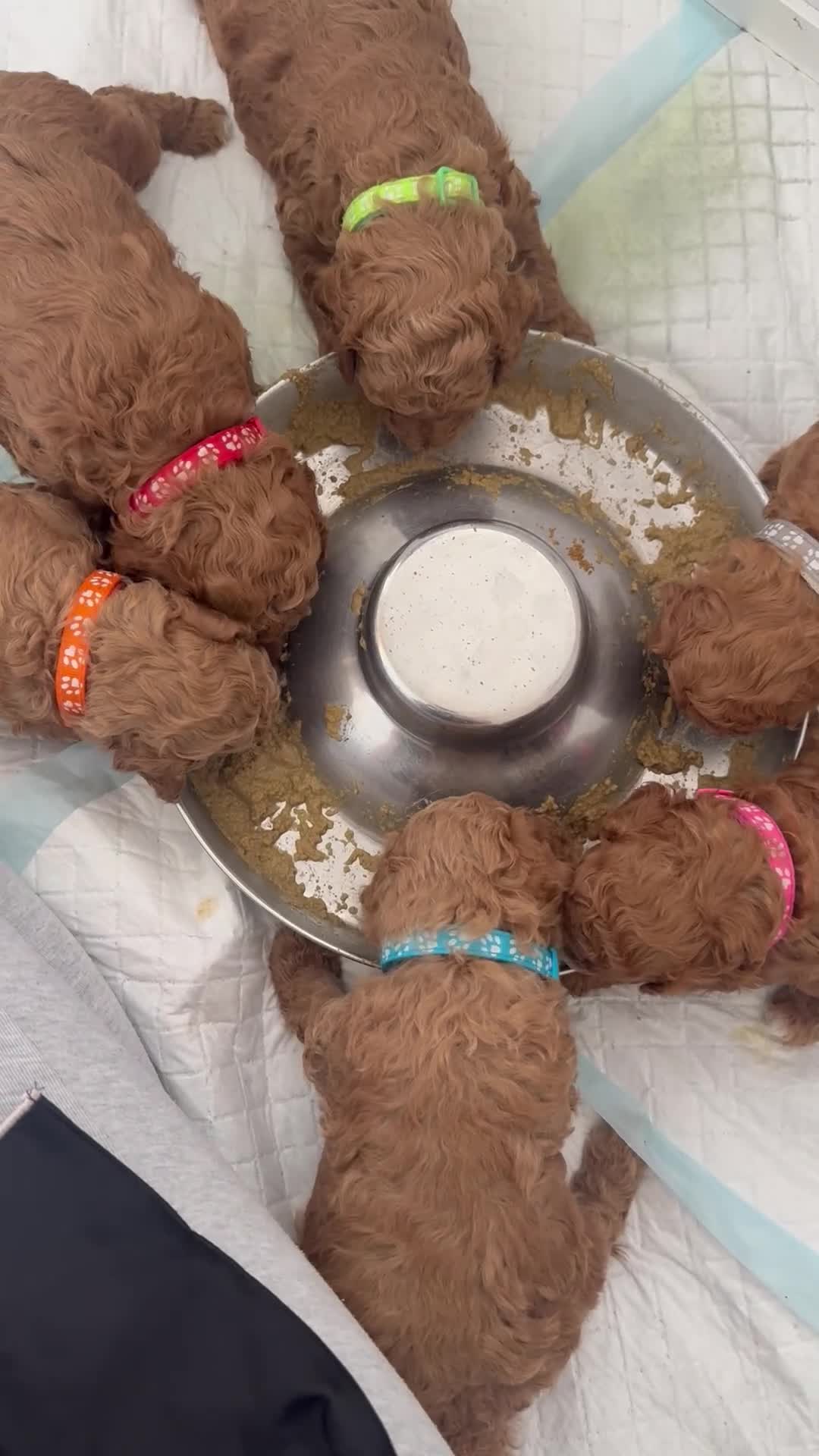 Cavapoo dogs for sale: BEAUTIFUL CAVAPOO PUPPIES 🐾 - Video 1