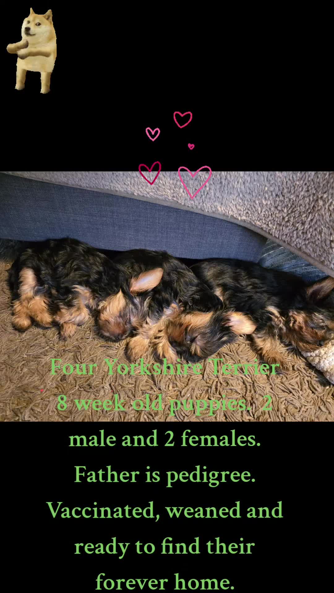 Yorkshire Terrier dogs for sale: Lovely Yorkies puppies for sale  - Video 1