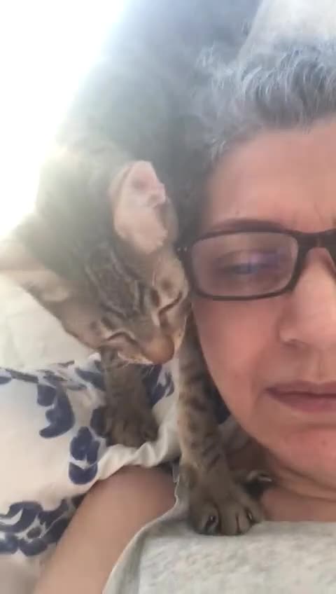 Mixed Breed cats for adoption: JAJA - HEALTHY - BALL OF FUN-INTELLIGENT-NEUTERED  - Video 3
