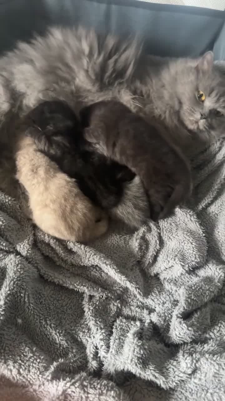 British Shorthair cats for sale: two british longhairs and one british shorthair   - Video 1